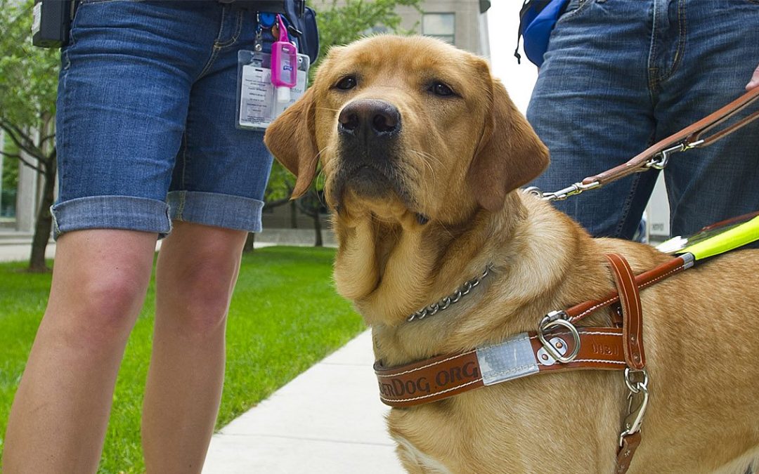 Creating Connections: Cathy and Kenya’s Journey to Become Leader Dogs