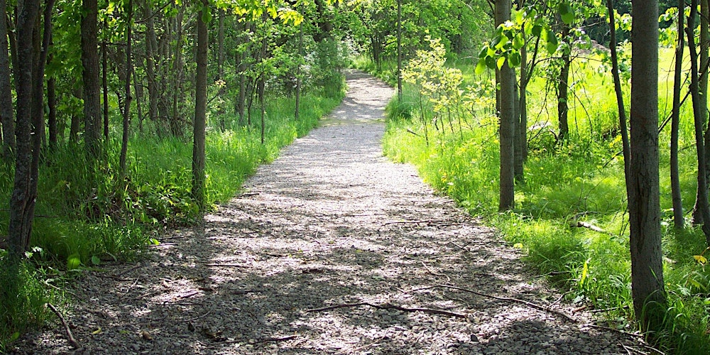 Participants in a silent hike, deeply connecting with nature's tranquility.