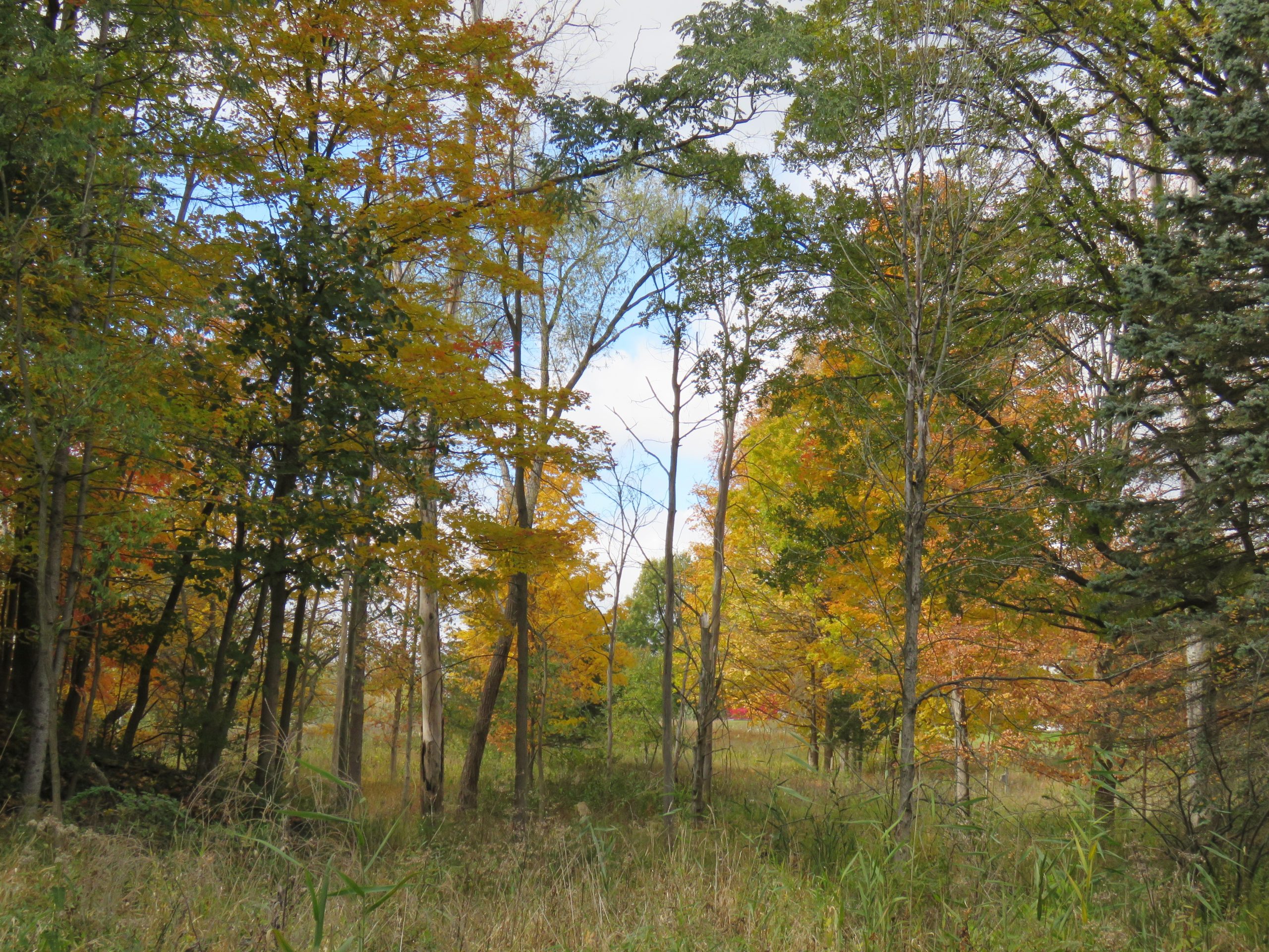 Autumn's Palette: A Kaleidoscopic View Along the Riverside Trail.