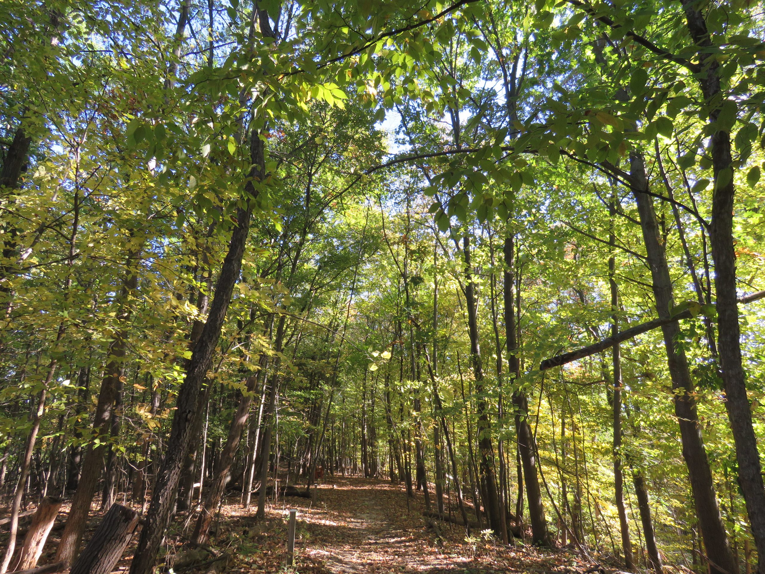 Traversing the Leaf-Strewn Paths of the Riverside Trail.