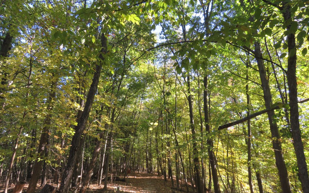 A Walk through Time: The Riverside Trail’s Mastodons and Conservation Efforts